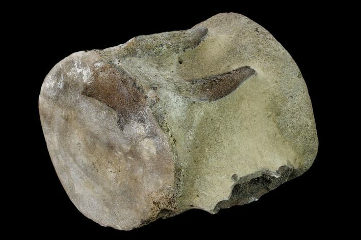 Fossil Whale Lumbar Vertebra - Yorktown Formation #159508